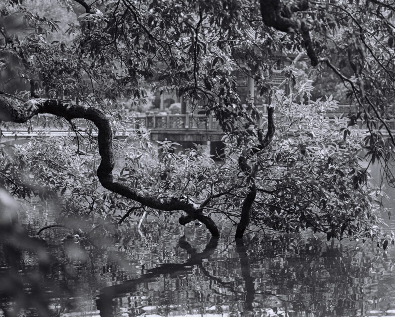 Jiaxin Liang Under The Lychee Tree C41magazine Photography 3