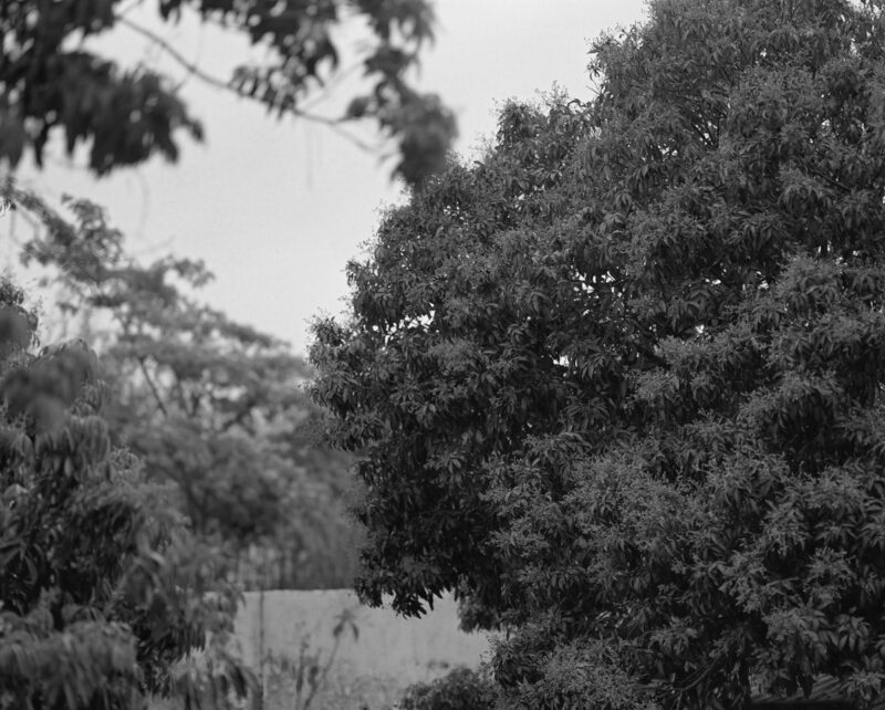 Jiaxin Liang Under The Lychee Tree C41magazine Photography 9