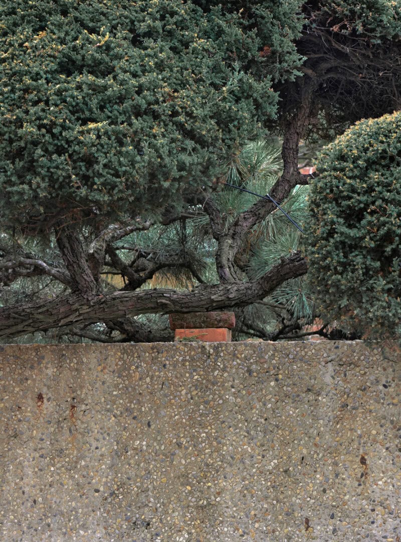 Sunik Kim Garden C41magazine Photography 2