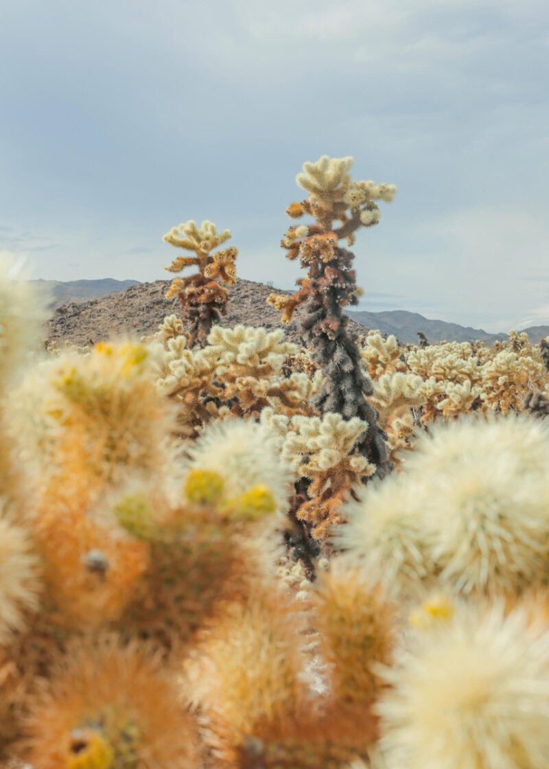 Matthew Ritson Desert Experiments C41magazine Photography 2