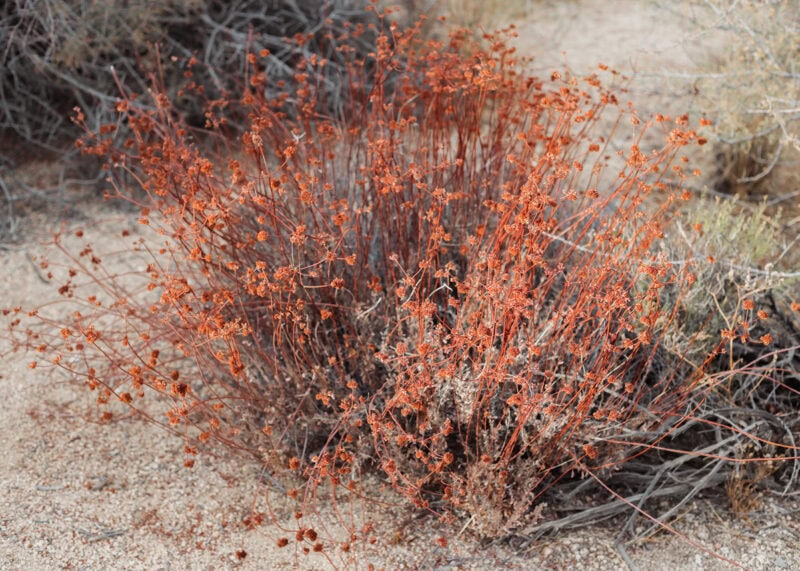 Matthew Ritson Desert Experiments C41magazine Photography 9