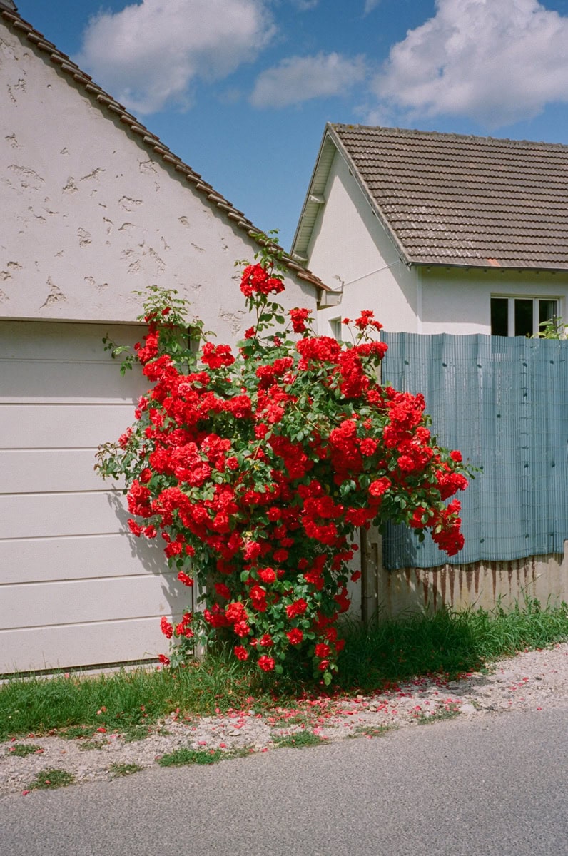 Nick Prideaux Twenty Twenty C41magazine Photography 20