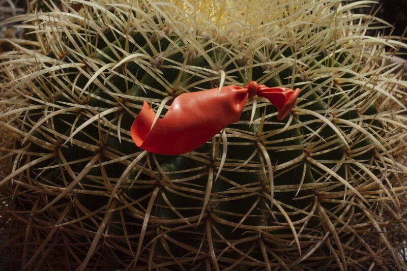 Beatrice Salomone Are We There Yet? C41magazine Photography 5