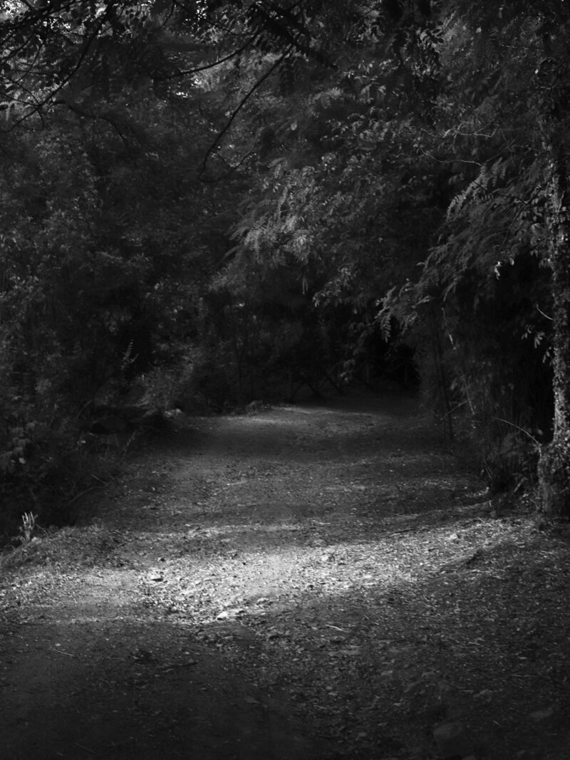 Cecilia Donati Northern, Central, Southern C41magazine.photography 4