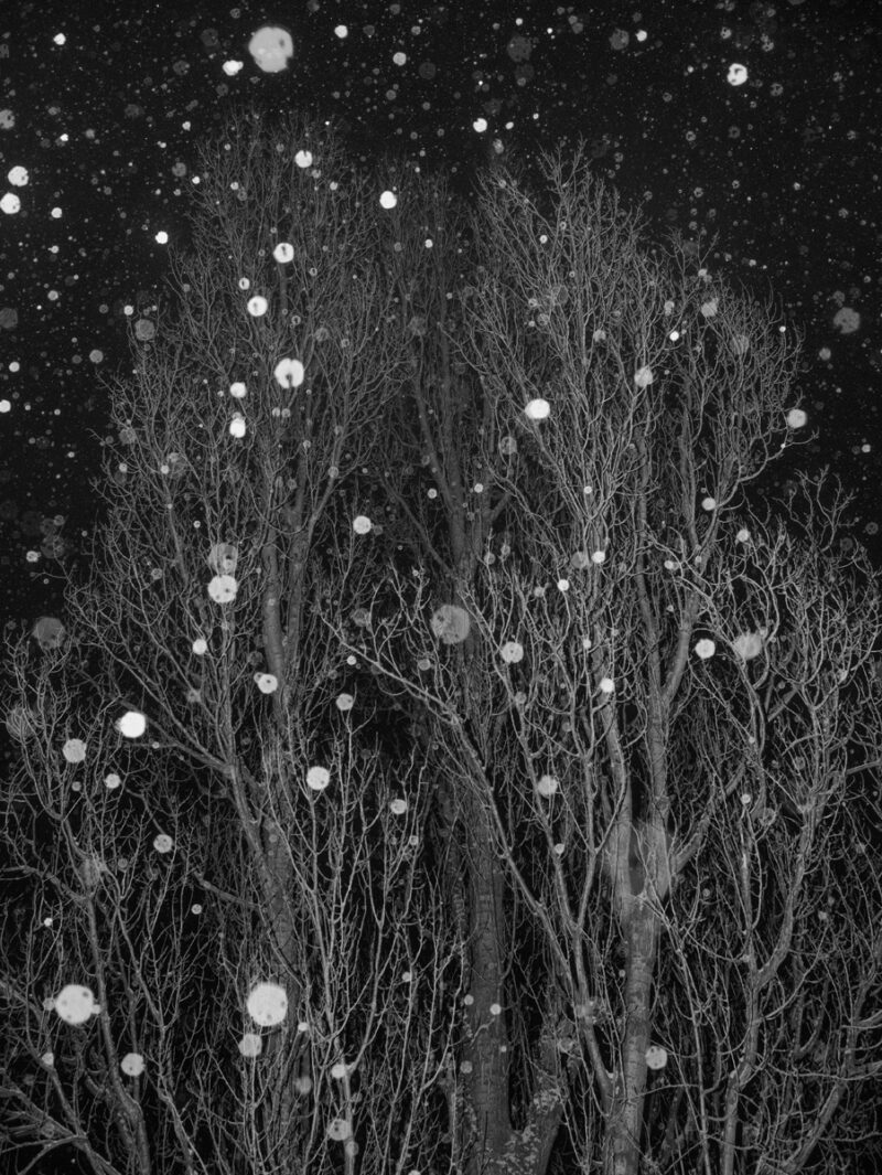 Jendrik Schröder The Image Of A Tree C41magazine Photography 10