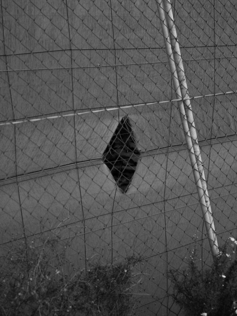 Jendrik Schröder The Image Of A Tree C41magazine Photography 9