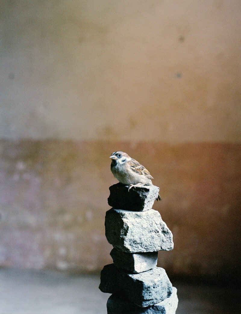 Leslie Shang Zhefeng CypressSlope C41magazine Photography 24