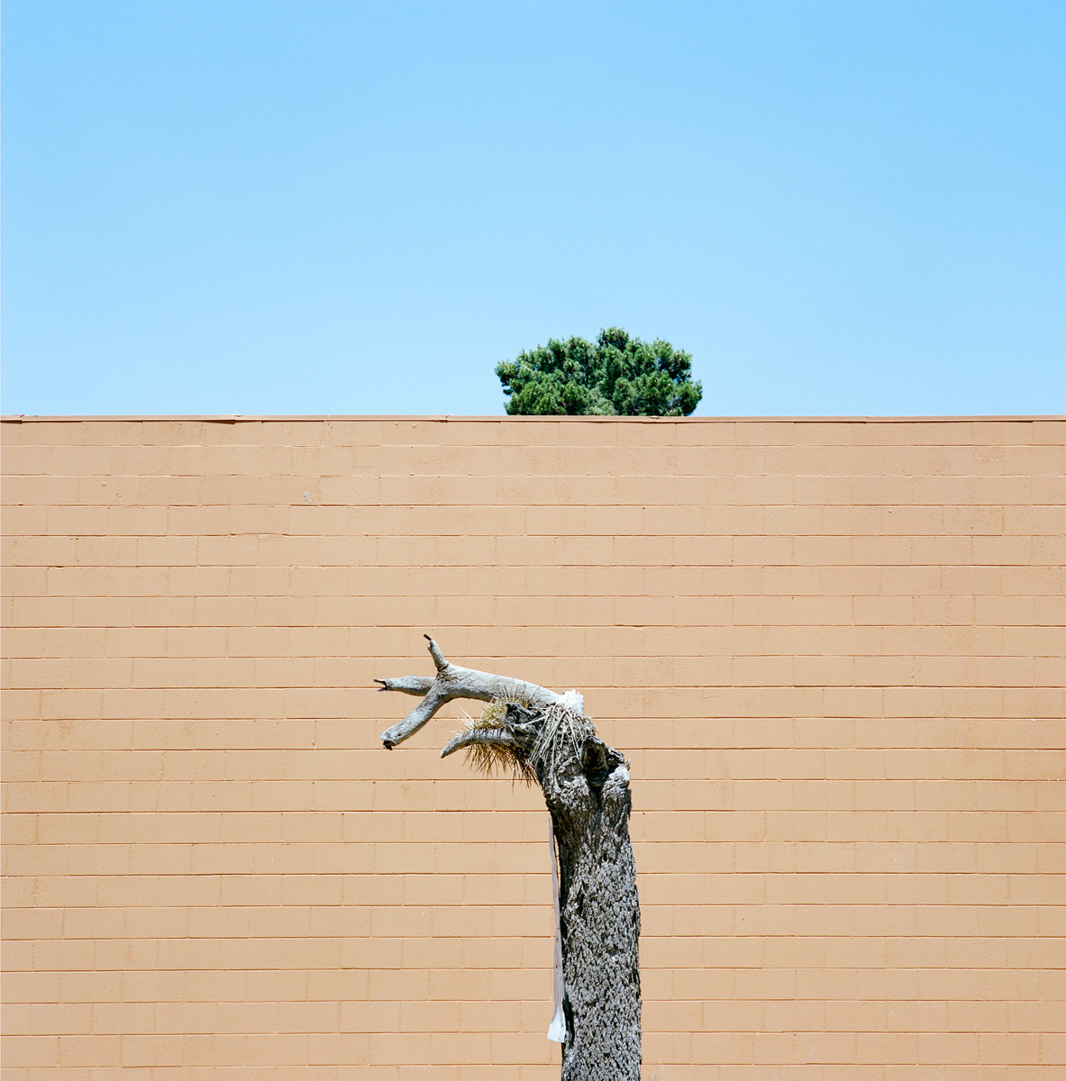 Sinziana Velicescu A Tree Grows In.. C41magazine Photography 10