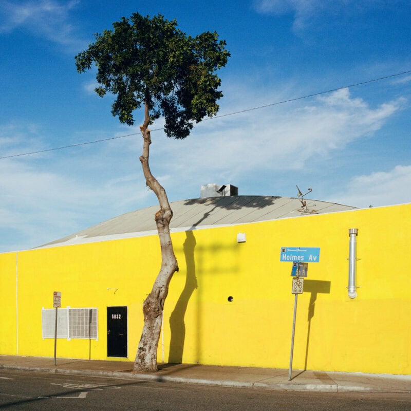 Sinziana Velicescu A Tree Grows In.. C41magazine Photography 11