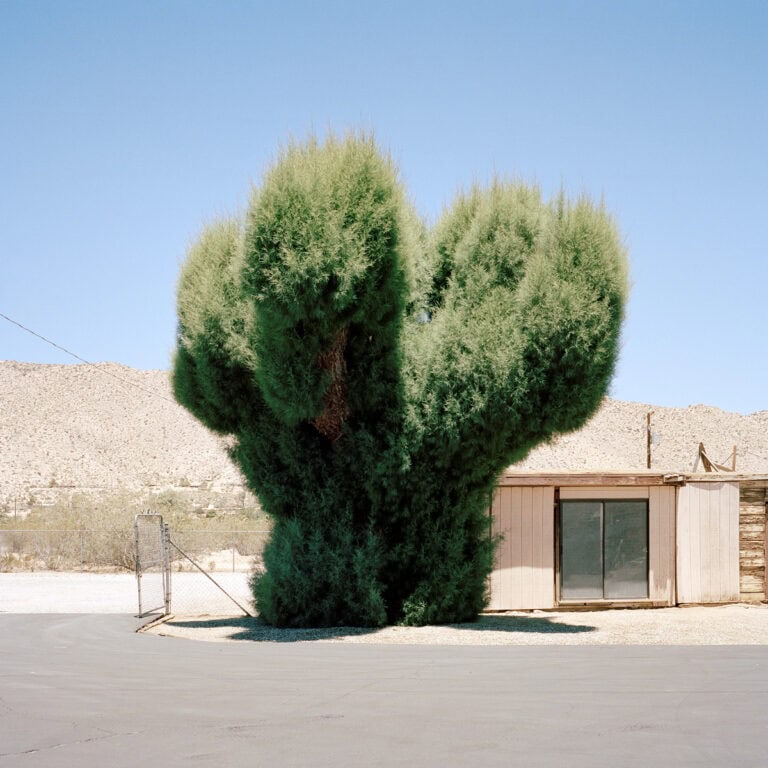 Sinziana Velicescu captures trees making their way through concrete