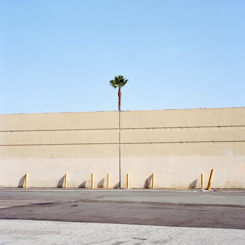 Sinziana Velicescu A Tree Grows In.. C41magazine Photography 3