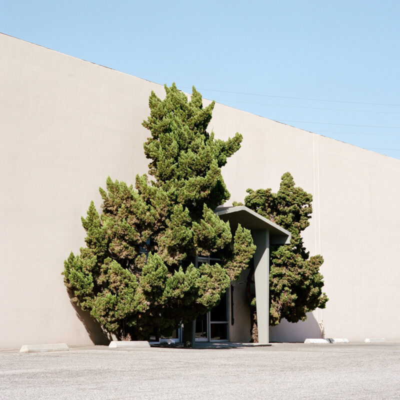 Sinziana Velicescu A Tree Grows In.. C41magazine Photography 4
