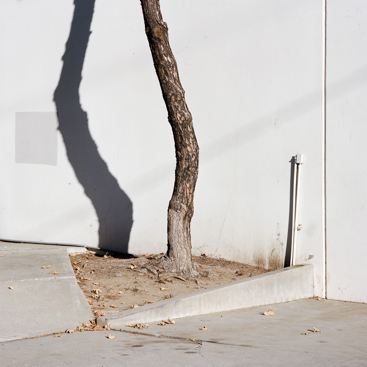 Sinziana Velicescu A Tree Grows In.. C41magazine Photography 8