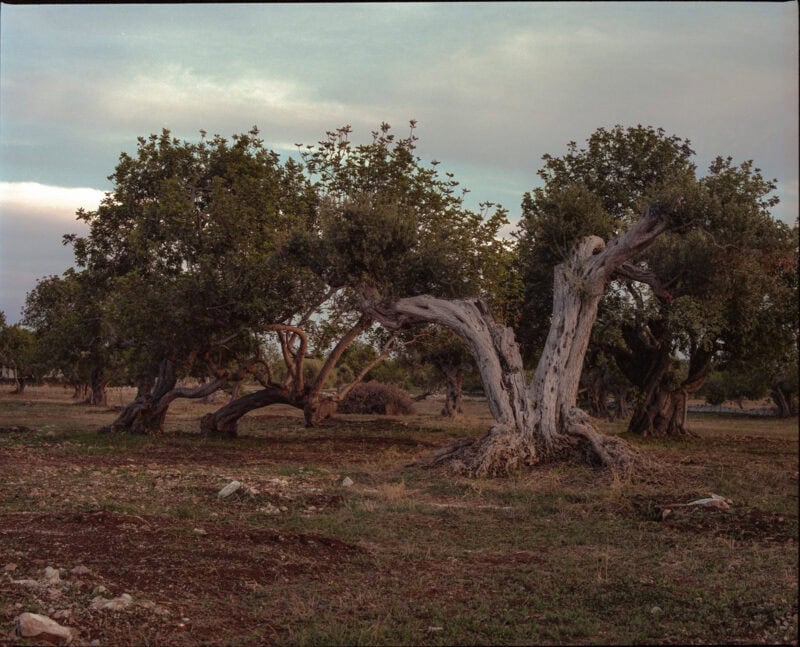 Gianluigi Cerioli Val Di Noto C41magazine Photography 5