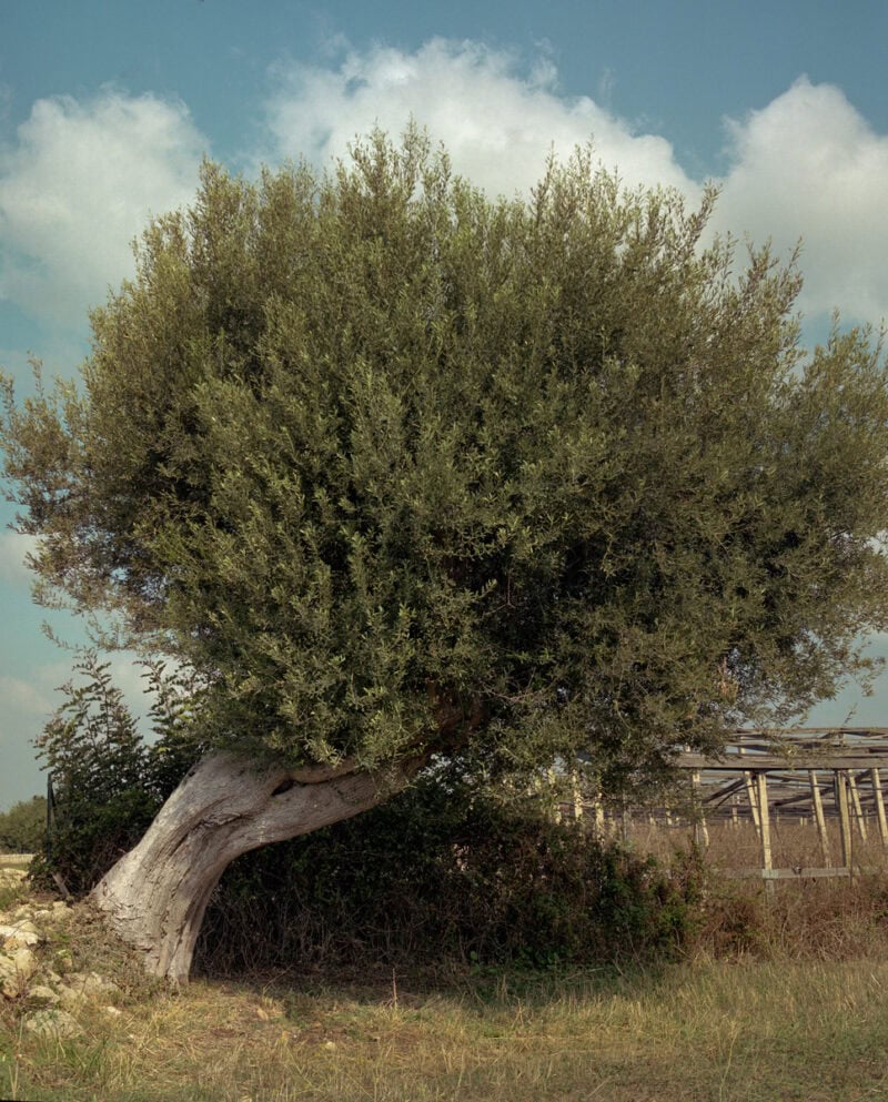 Gianluigi Cerioli Val Di Noto C41magazine Photography 6