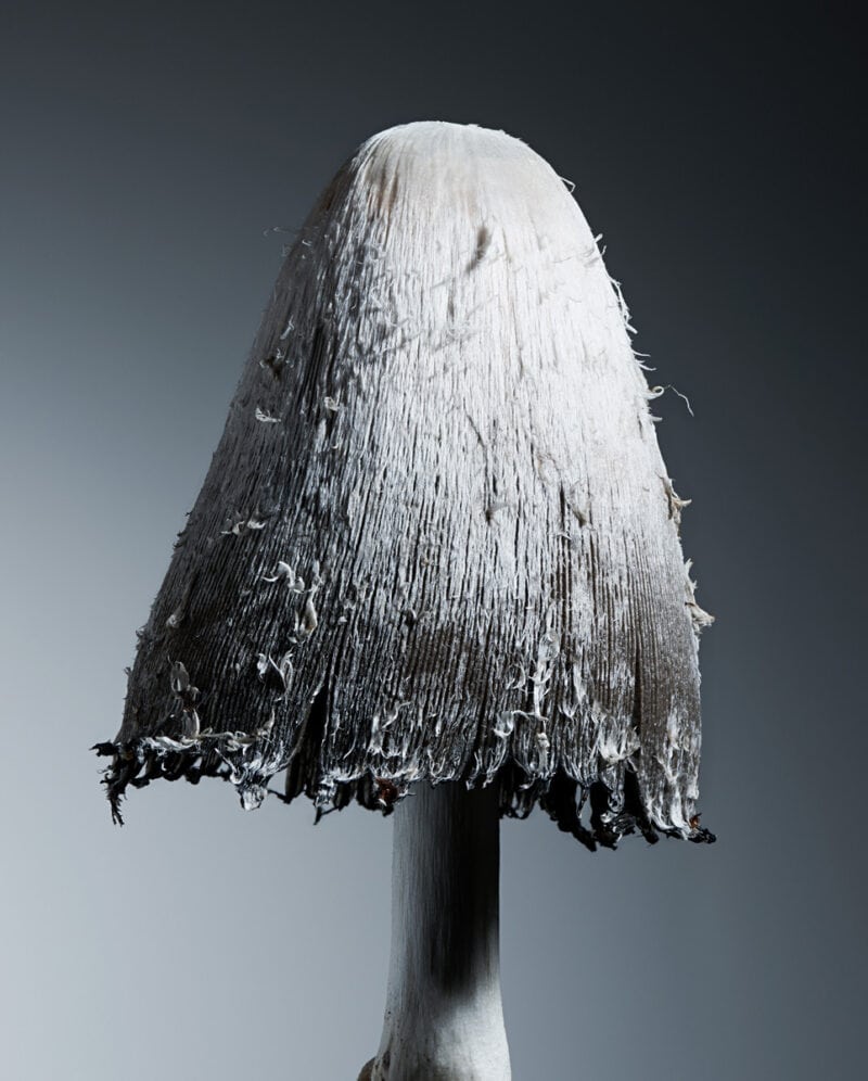 Philippe Fragnière Greppon C41magazine Photography 26