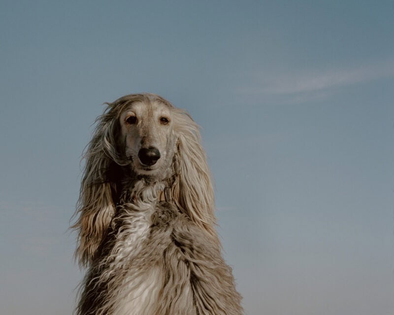 Amit Elkayam Narrioch C41magazine Photography 14