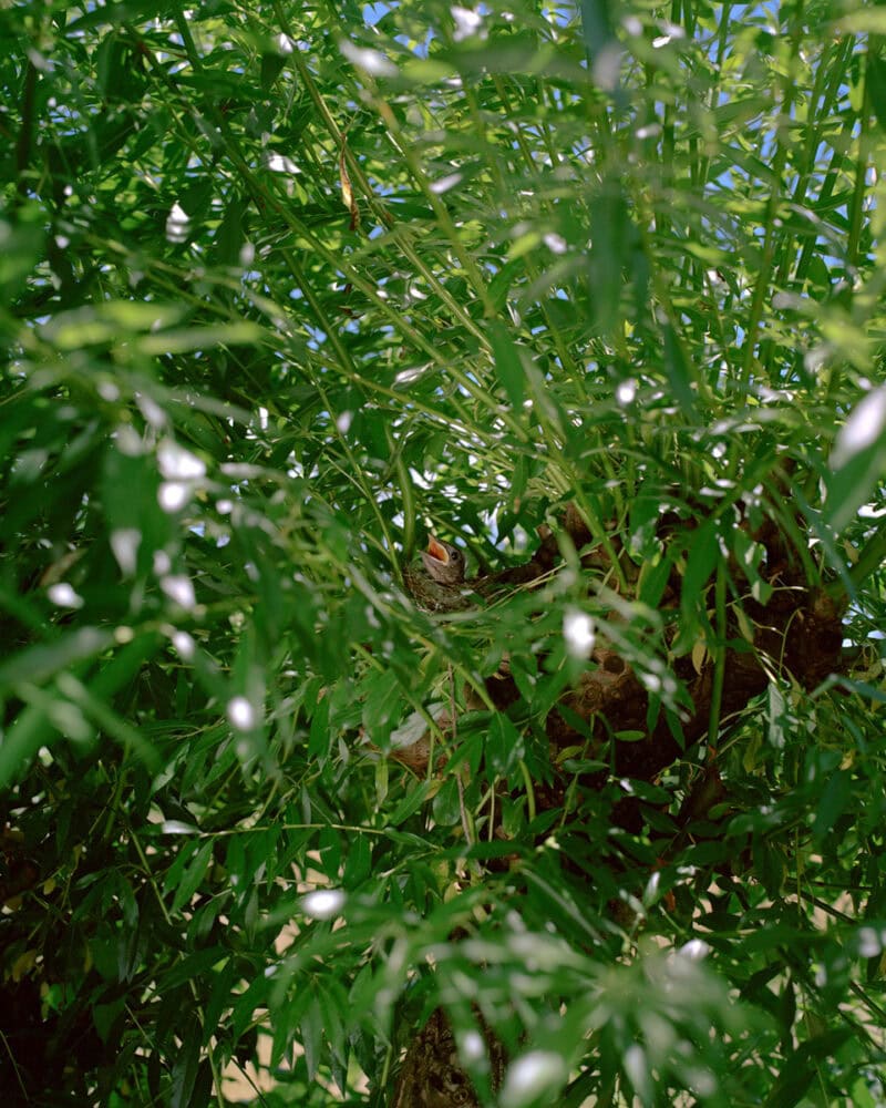 Fabrizio Albertini Il Giardino C41magazine Photography 13