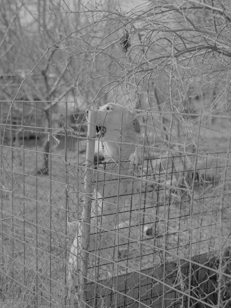 Fabrizio Albertini Il Giardino C41magazine Photography 2
