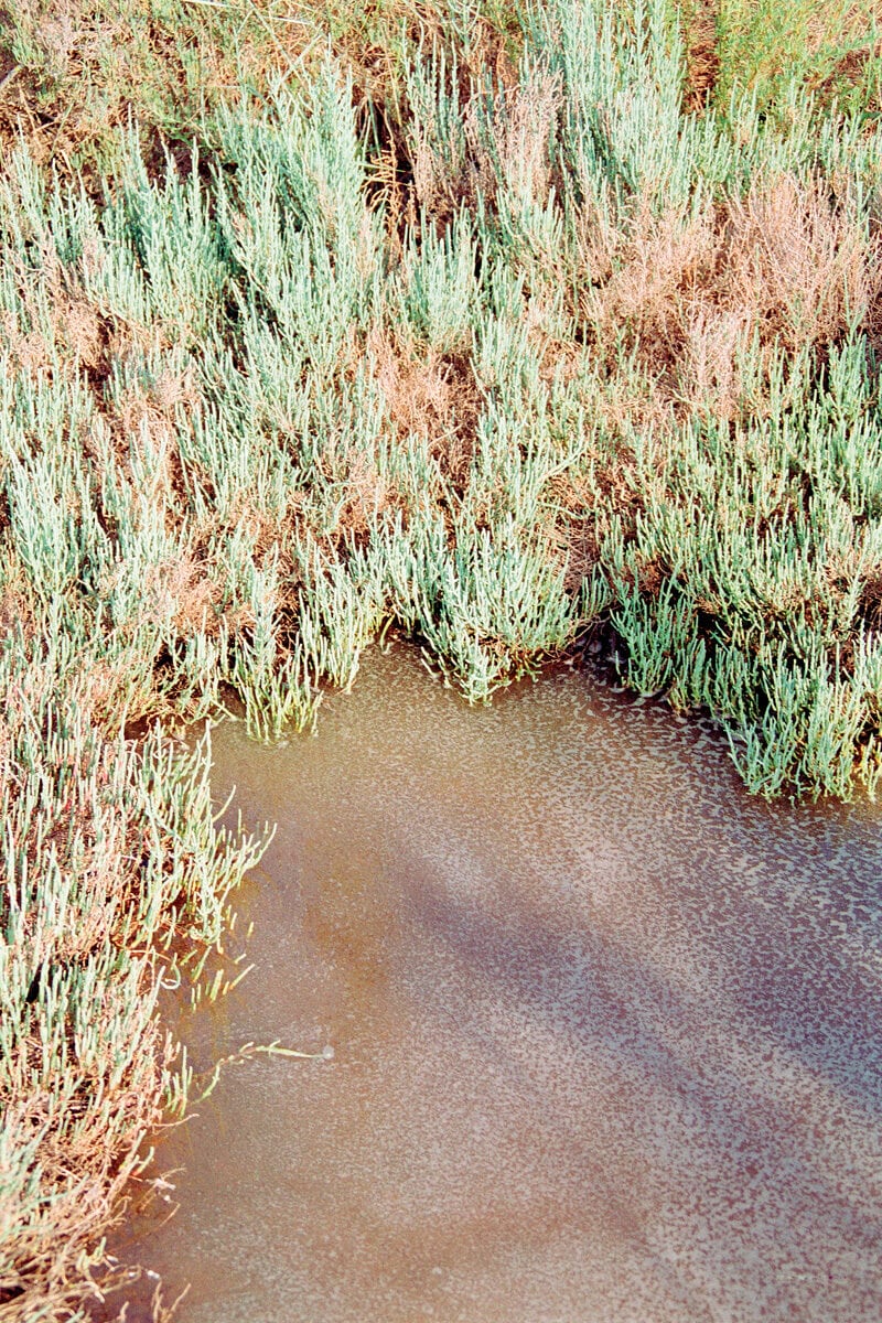 Francesco Costantini Where Ivy Grows C41magazine Photography 13