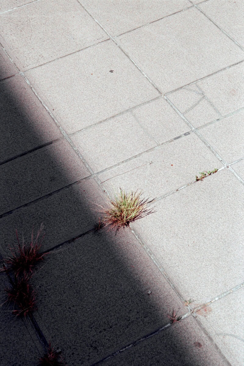 Francesco Costantini Where Ivy Grows C41magazine Photography 2