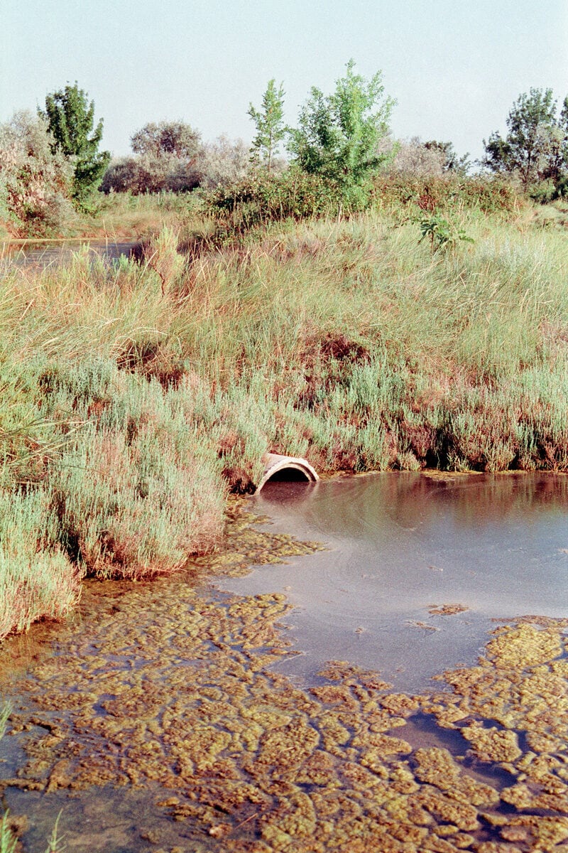 Francesco Costantini Where Ivy Grows C41magazine Photography 20