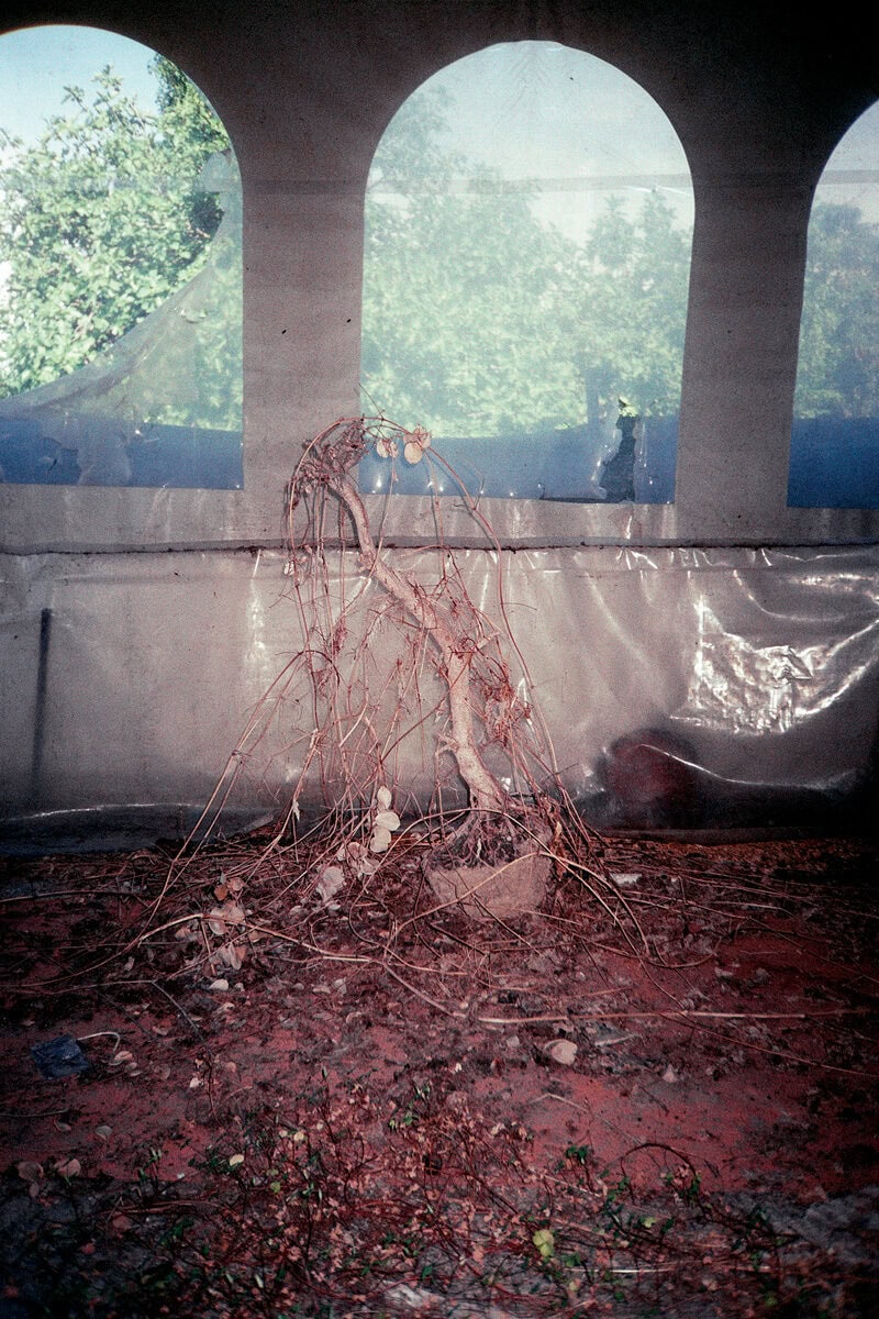 Francesco Costantini Where Ivy Grows C41magazine Photography 25