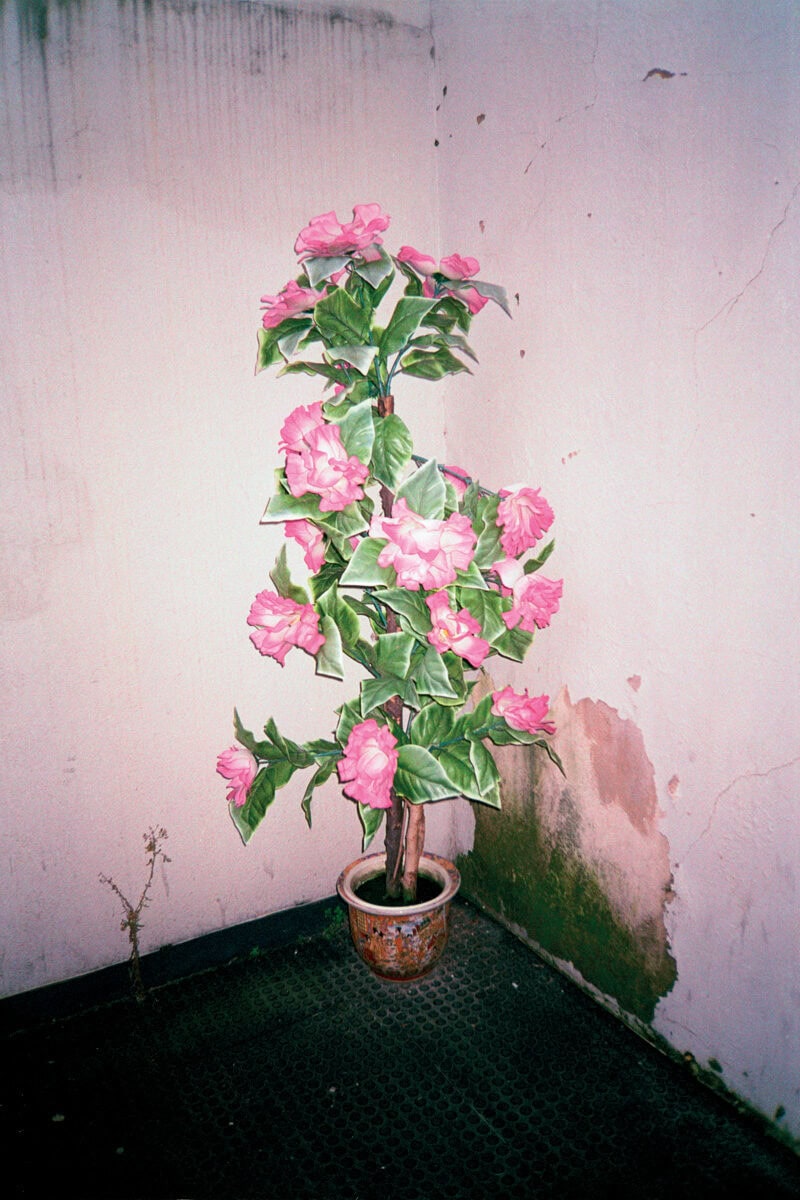 Francesco Costantini Where Ivy Grows C41magazine Photography 9