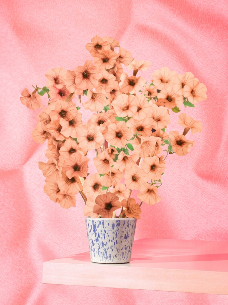 Klaus Pichler The Petunia Carnage C41magazine Photography 1