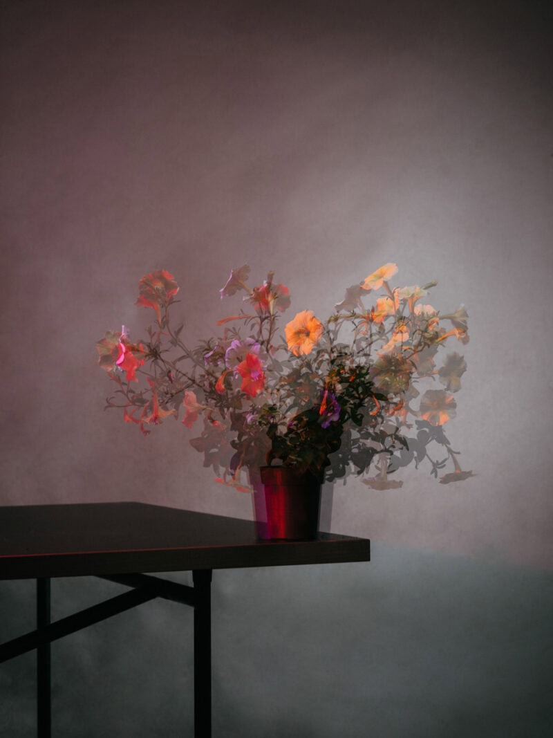 Klaus Pichler The Petunia Carnage C41magazine Photography 11