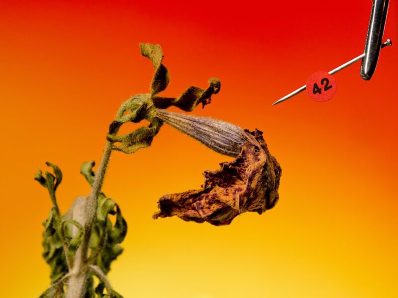 Klaus Pichler The Petunia Carnage C41magazine Photography 12