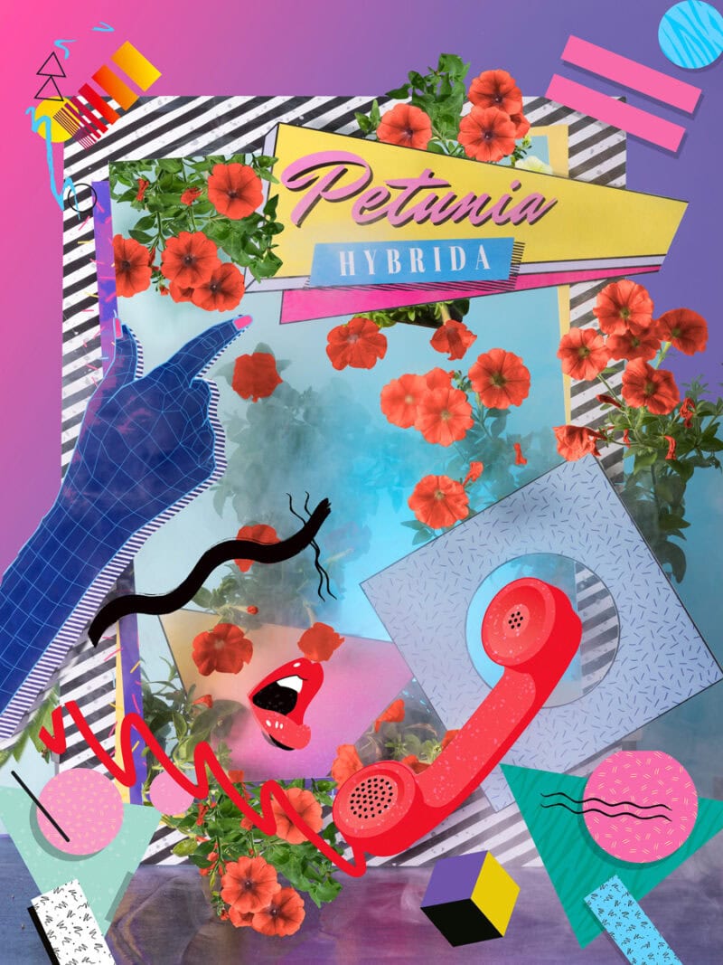 Klaus Pichler The Petunia Carnage C41magazine Photography 13