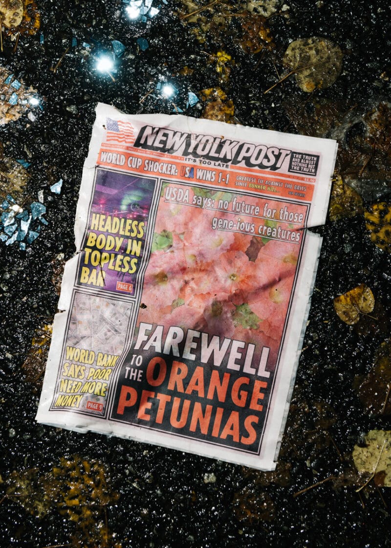 Klaus Pichler The Petunia Carnage C41magazine Photography 20