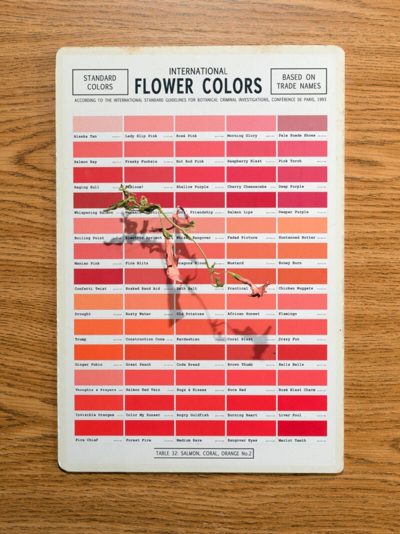 Klaus Pichler The Petunia Carnage C41magazine Photography 7