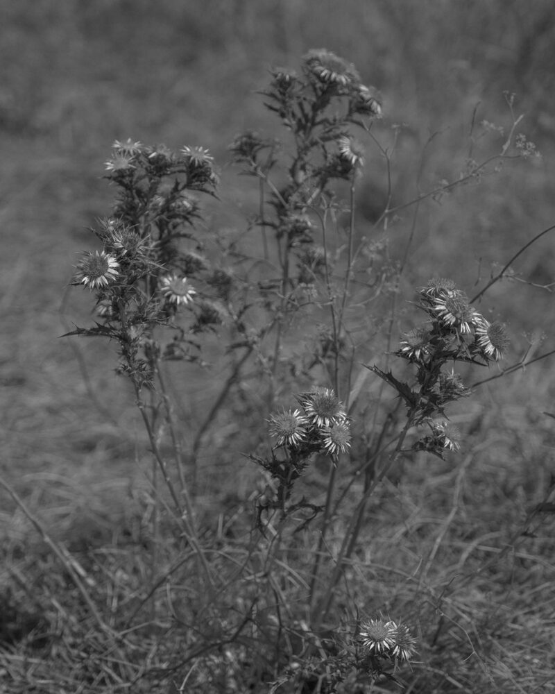 Andrea Camiolo Per Un Paesaggio Possibile C41magazine Photography 14