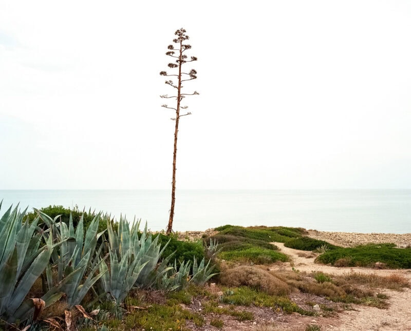 Nicola Moscelli A Mezzogiorno C41magazine Photography (2)