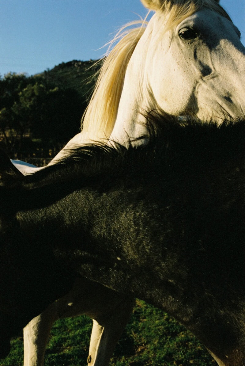 Paloma Saint Léger Seeing Again C41magazine Photography (8)