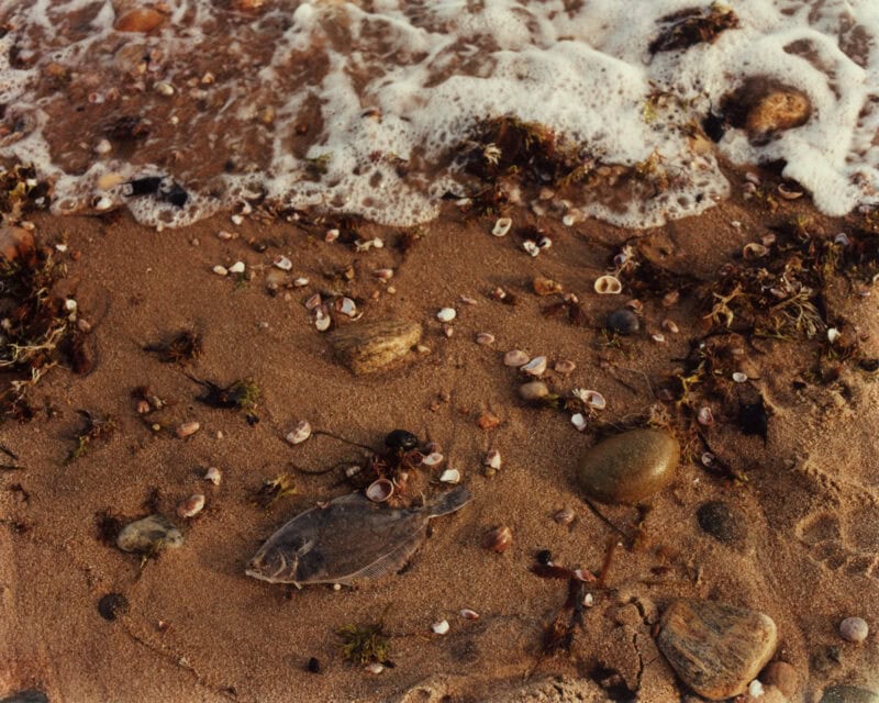 Roman Spataro Dead Fish, Footprint C41magazine Photography 4