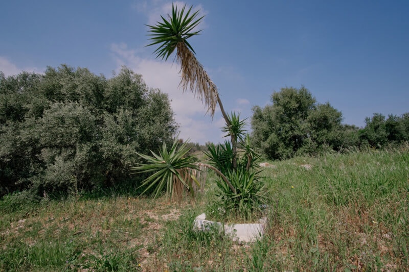 Vassilis Vasileiou The Voice Of The Cicada C41magazine Photography (13)