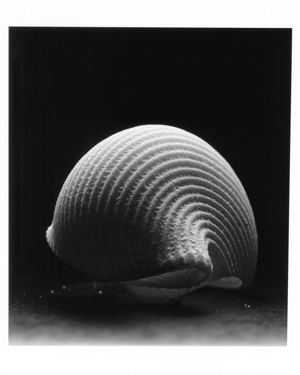 Gazing Through Chaos: Italo Calvino, seashells, and a conversation with Charles Negre — C41 Magazine
